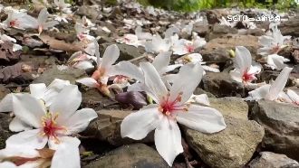 桐花盛開　想遊秘境得至少打2劑疫苗