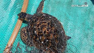 海龜受困廢棄漁網　善心漁民伸援搶命