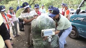 斬草除根！林務局5元收購小花蔓澤蘭