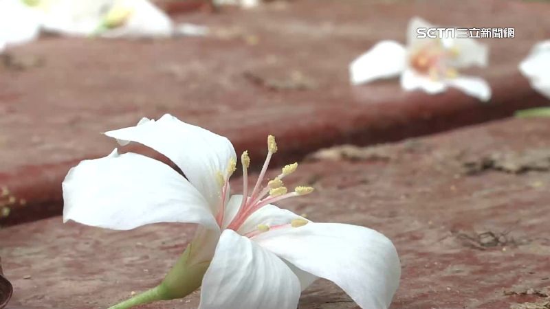 油桐花「大爆發」！四月雪美景引人潮