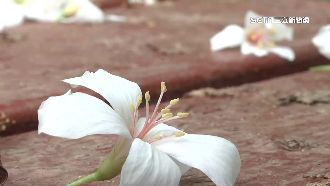 油桐花「大爆發」！四月雪美景引人潮