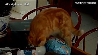 軟骨功失靈？貓咪頭卡碗內甩不掉