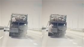 降肉,國道,豬,九天玄女,摔車(翻攝自 爆廢公社)