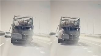 國道上演「降肉」大豬摔車駕駛尖叫