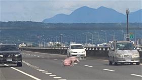 降肉,國道,豬,九天玄女,摔車(翻攝自 爆廢公社)