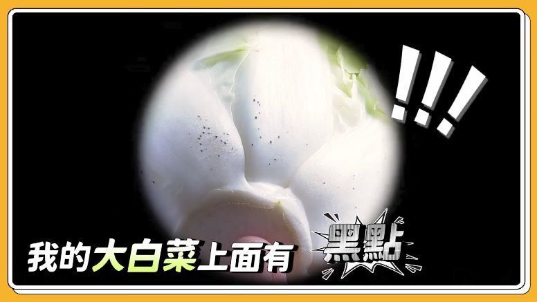 大白菜冒「黑點」像發黴　影響健康？