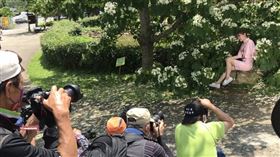 ▲「台灣桐花王」超壯觀在苗栗客家大院！攝影師攜模特兒搶景（圖／姜太公道場提供）