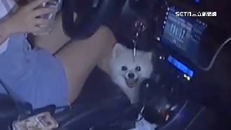 違停引警攔查　寵物狗咬乘客藏毒露餡