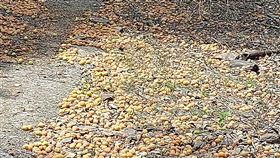 高雄青梅供過於求  市府啟動收購計畫高雄是全台青梅最大產區，今年青梅產量因氣候因素增加，供過於求，市府農業局啟動青梅收購計畫幫助農民。（王正國提供）中央社記者蔡孟妤傳真  111年4月25日