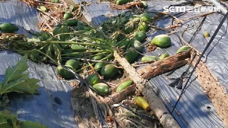 冰雹重砸木瓜　嘉義農損近9成