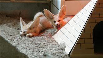 頑皮水樂園開放！51連假2人799