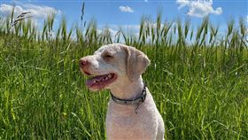 狗,獵犬,拉戈托羅馬閣挪露犬,Lagotto Romagnolo（示意圖／翻攝自Pixabay）