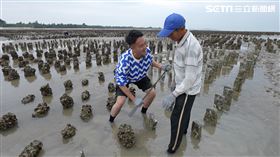 主持人柯大堡跟著在地蚵農體驗採蚵