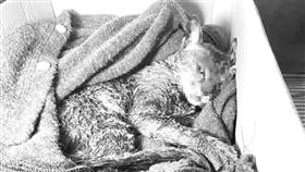 台南,虐貓,無業,工地,圍籬,燙傷,傷重