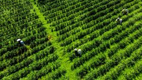 翻轉老家　薑母鴨店老闆回鄉種無毒日月潭紅茶