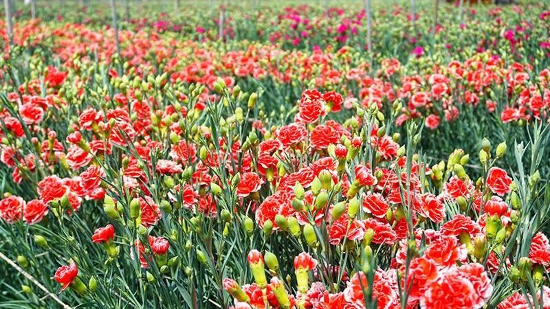 彰化最美花海！母親節限定康乃馨綻放