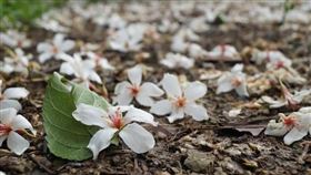 ▲（圖／Booking.com提供）