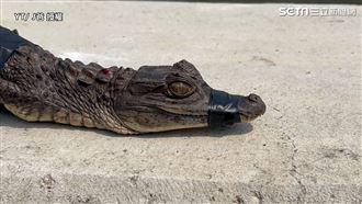 台南水域驚現「鱷魚」！捕抓達人崩潰