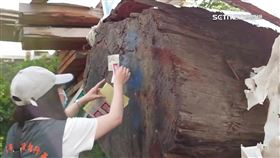 ▲欠千萬所得稅，老翁木材廠「國寶紅檜」遭國稅局進行查封。