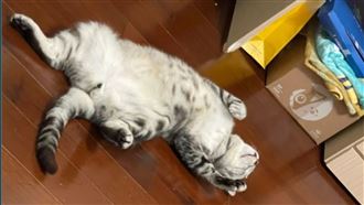 翻肚躺地！她回家嚇瘋「貓被熱死了」