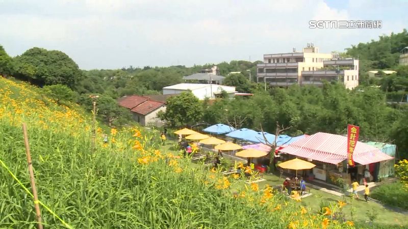 虎山巖金針花開！疫情升溫旅宿退8成