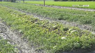 氣候不佳產量減　雲林西瓜價格漲1倍