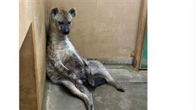 工作,動物,日本,動物園,斑點鬣狗,休息,下班（圖／高知縣立野市動物公園推特