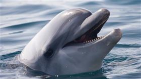 鯊魚,海豚,攻擊,(圖/翻攝自PIXABAY