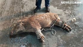 彰化田尾一隻百公斤野豬闖加油站，員警圍捕。（圖／翻攝畫面）