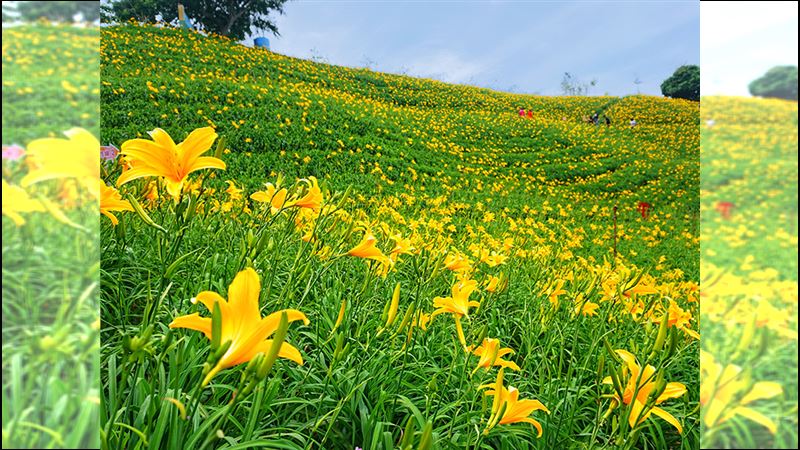彰化虎山巖金針花季　搶先花東綻放！