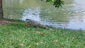 文 綠鬣侵校園1200