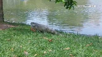 中興大學見綠鬣蜥！憂影響校園生態