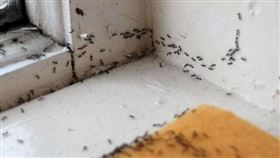 -螞蟻-（圖／攝影者Ross Catrow, flickr CC License）https://www.flickr.com/photos/maxpower/3836819100/