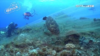 琉球悲歌！海底廢棄漁網纏死綠蠵龜