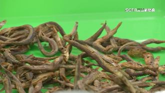 中山大研究：7國家小魚乾驗出微塑膠