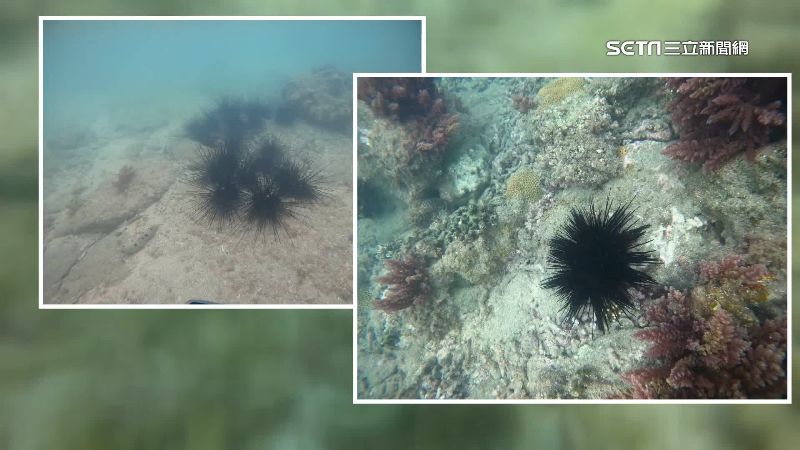 馬糞海膽每台斤破2千　今年恐再漲價