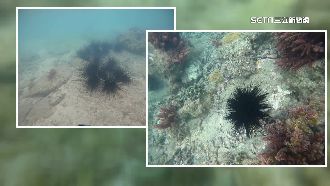 馬糞海膽每台斤破2千　今年恐再漲價