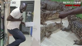 影／正妹訓鱷師被咬也甘願　老外徒手餵食7鱷嚇到內褲全濕