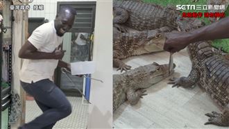 老外徒手餵食7鱷魚　嚇到內褲全濕