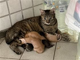 ▲桃園市動保處接獲獸醫師通報，一對母女疑似不當飼養，未讓家中貓咪結紮，導致近親繁殖，從原本的2隻生到後來變47隻。動保處人員與志工、當地里長上門，將貓咪進行安置及安排認養。動保處表示，目前已將其中36隻貓咪結紮，部分貓咪安排認養。（圖／翻攝自里長崔美瑛臉書）