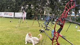 台灣射箭代表隊移訓土耳其 常有貓咪盯場台灣射箭代表隊在土耳其比賽及訓練期間，常有貓咪穿梭場地「盯場」或觀賽，令人覺得療癒。中央社記者鍾佑貞安塔利亞攝  111年5月3日