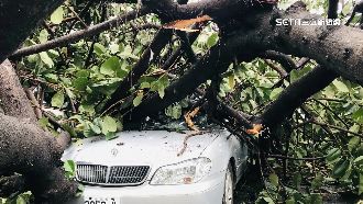 長青中心橡膠樹突倒塌　3車嚴重毀損