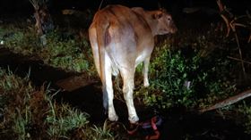 車禍,牛隻,花蓮,（圖／翻攝畫面）