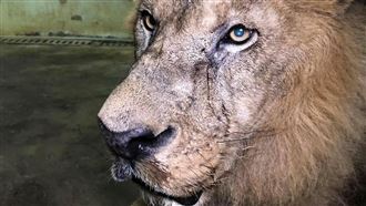 大陣仗健檢！非洲獅洗牙畫面曝光