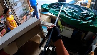 早餐店煎台藏綠鬣蜥　達人用法寶揪出