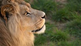 獅子,（圖／取自Pixabay）