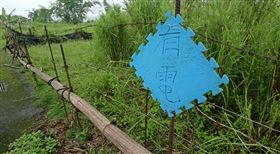 花蓮壽豐鄉，牛隻竄出臺11丙線，陳姓騎士煞車不及撞上，傷重不治，飼主恐面臨過失致死刑責(圖／翻攝畫面)