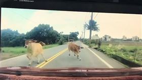 花蓮新城鄉秀林路，紅色轎車行駛田間小路，兩隻小牛狂奔撞車。(圖／翻攝自臉書花蓮同鄉會)