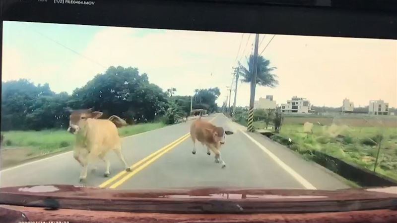 花蓮牛超兇！路中央爆衝撞汽車影片曝