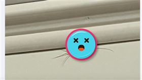 比蟑螂還噁！房子出現「1怪蟲」他嚇壞想賣⋯網驚：發財了（圖／翻攝自爆廢公社二館）